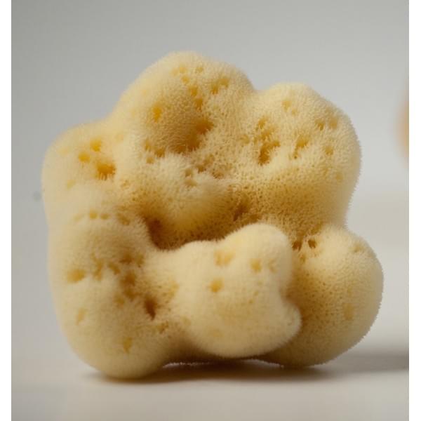 Kalyspogea Fine Silk Sponge White Color