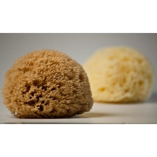 Kalyspongea Natural Honeycomb Sponge Natural Color