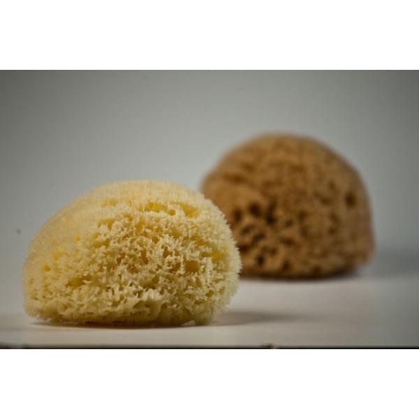 Kalyspongea Natural Honeycomb Sponge White Color