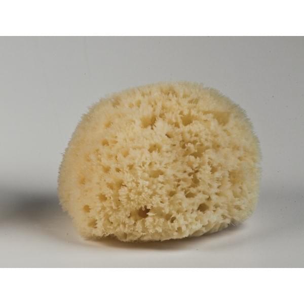 Kalyspongea Natural Honeycomb Sponge White Color